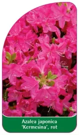 etykiety-z-gumka-do-roslin-azalia-japonska-azalea-japonica-kermesina-rot