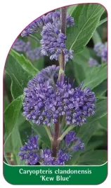 etykiety-z-gumka-do-roslin-barbula-caryopteris-clandonensis-kew-blue