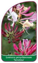 etykiety-z-gumka-wiciokrzew-pomorski-lonicera-peryclimenum-serotina