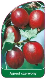 etykiety-szkolkarskie-z-gumka-do-roslin-agrest-czerwony