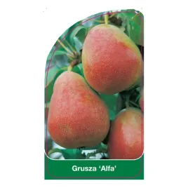 etykiety-szkolkarskie-z-gumka-do-roslin-grusza-alfa