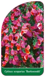 etykiety-z-gumka-do-roslin-zarnowiec-miotlasty-cytisus-scoparius-burkwoodii