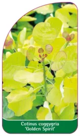 etykiety-do-roslin-perukowiec-podolski-cotinus-coggygria-golden-spirit