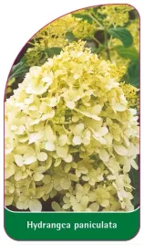 etykiety-z-gumka-do-roslin-hortensja-bukietowa-hydrangea-paniculata