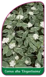 etykiety-z-gumka-do-roslin-deren-bialy-cornus-alba-elegantissima