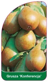 etykiety-szkolkarskie-z-gumka-do-roslin-grusza-konferencja