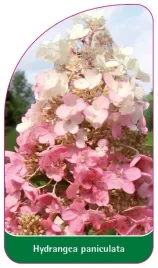 etykiety-z-gumka-do-roslin-hortensja-bukietowa-hydrangea-paniculata