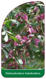 etykiety-z-gumka-do-roslin-slonisz-srebrzysty-halimodendron-halodendron