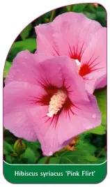 etykiety-z-gumka-do-roslin-ketmia-syryjska-hibiscus-syriacus-pink-flirt