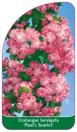 etykiety-z-gumka-do-roslin-glog-posredni-crataegus-laevigata-paul-s-scarlet