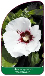 etykiety-z-gumka-do-roslin-ketmia-syryjska-hibiscus-syriacus-monstrosus