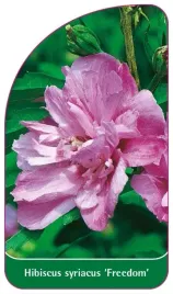 etykiety-z-gumka-do-roslin-ketmia-syryjska-hibiscus-syriacus-freedom