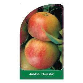 etykiety-szkolkarskie-z-gumka-do-roslin-jablon-celesta