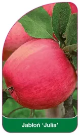 etykiety-szkolkarskie-z-gumka-do-roslin-jablon-julia