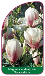 etykiety-szkolkarskie-z-gumka-do-roslin-magnolia-soulangeana-alexandrina