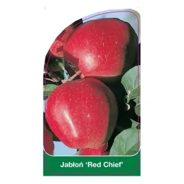 etykiety-szkolkarskie-z-gumka-do-roslin-jablon-red-chief