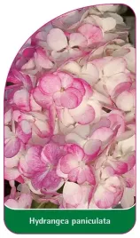etykiety-z-gumka-do-roslin-hortensja-bukietowa-hydrangea-paniculata