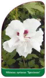 etykiety-z-gumka-do-roslin-ketmia-syryjska-hibiscus-syriacus-speciosus