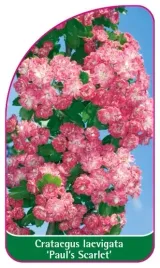 etykiety-z-gumka-do-roslin-glog-posredni-crataegus-laevigata-paul-s-scarlet