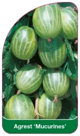 etykiety-szkolkarskie-z-gumka-do-roslin-agrest-mucurines