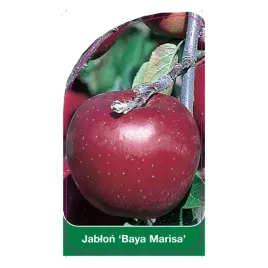 etykiety-szkolkarskie-z-gumka-do-roslin-jablon-baya-marisa