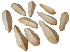mehogani-tykwa-wybielana-10-sztuk-8-12cm-susz-egzotyczny-mehogany-na-stroik