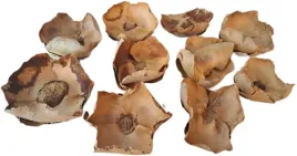 palm-cup-wybielany-6-12-cm-10-sztuk-kwiat-orzech-susz-egzotyczny-na-stroik