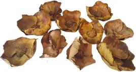 palm-cup-zolty-6-12-cm-10-sztuk-kwiat-orzech-susz-egzotyczny-swieta-stroik