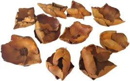 palm-cup-rudy-braz-6-12-cm-10-sztuk-kwiat-orzech-susz-egzotyczny-na-stroik