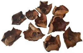 palm-cup-naturalny-6-12cm-10-sztuk-palmbluete-kwiat-orzecha-susz-egzotyczny