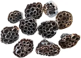 lotos-bielony-efekt-sniegu-6-8-cm-10-sztuk-kwiaty-lotosu-susz-egzotyczny
