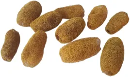 luffa-zolta-lufa-susz-egzotyczny-swieta-6-10cm-10-sztuk-na-stroik-dekoracja
