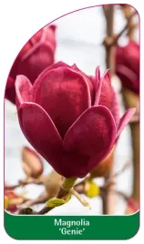 etykiety-szkolkarskie-z-gumka-do-roslin-magnolia-genie