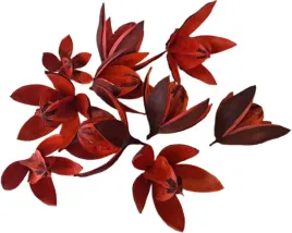 lilia-czerwona-wild-glowka-10-sztuk-5-7cm-susz-egzotyczny-lilie-deko-stroik