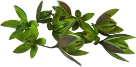 lilia-zielona-wild-glowka-10-sztuk-5-7cm-susz-egzotyczny-lilie-dekor-stroik