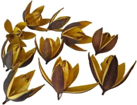 lilia-zolta-wild-glowka-10-sztuk-5-7cm-susz-egzotyczny-lilie-dekor-stroik