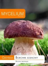 grzybnia-borowik-sosnowy-grzyby-lesne-prawdziwek