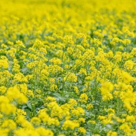 gorczyca-biala-1kg-nasiona-miododajna-na-poplon