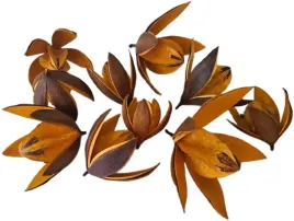 lilia-pomaranczowa-wild-glowka-10-sztuk-5-7-cm-susz-egzotyczny-lilie-stroik