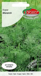 koper-monarch-odmiana-o-silnym-aromacie-nasiona