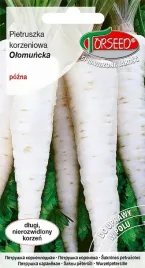 pietruszka-olomuncka-pozna-bialy-dlugi-korzen