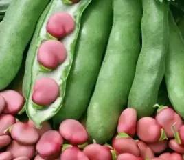 bob-karmazyn-czerwony-sredniowczesny-nasiona-50g