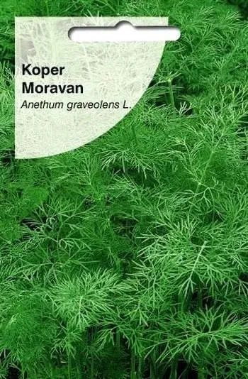 koper-ogrodowy-moravan-nasiona-5g-cykl-rozwojowy-rosliny-jednoroczna
