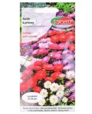 aster-karlowy-chinski-nasiona-cykl-rozwojowy-rosliny-jednoroczna