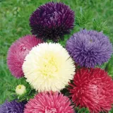 aster-karlowy-chinski-nasiona-marka-torseed