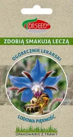 ogorecznik-lekarski-leczniczy-nasiona