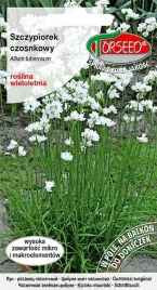 szczypiorek-czosnkowy-nasiona-odporny-na-mroz