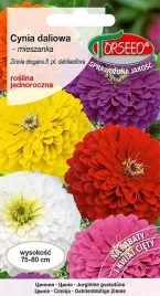 cynia-daliowa-mix-kolorow-nasiona