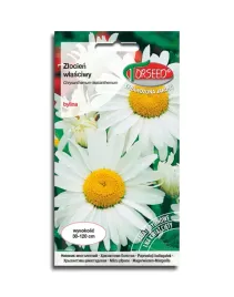 zlocien-wlasciwy-margaretka-bialy-nasiona-kwiatow