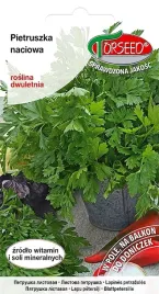 pietruszka-naciowa-gigante-d-italia-nasiona